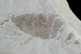 Fossil Feather & Leaf - Green River Formation, Utah #97492-1